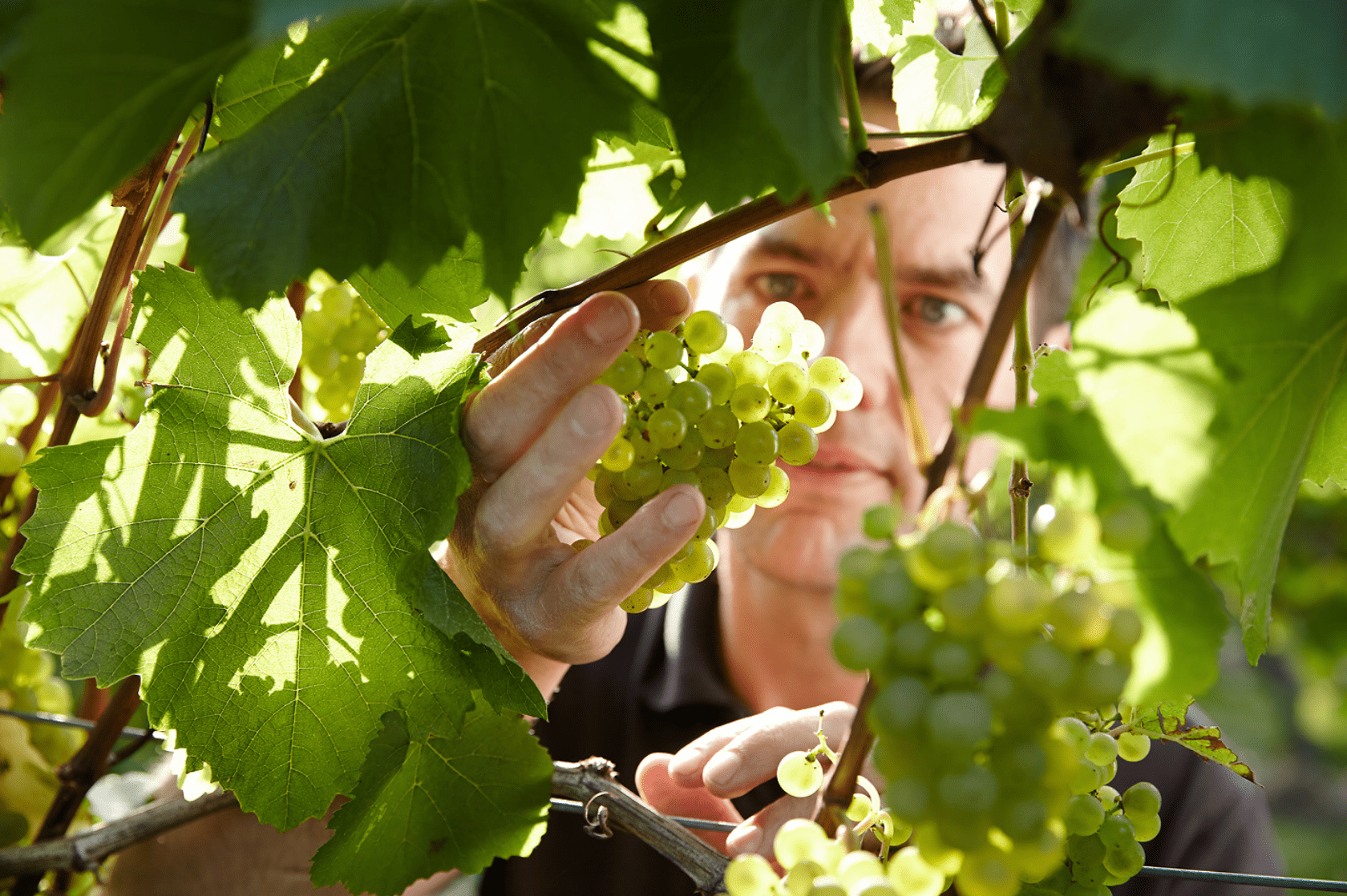 Head winemaker looking a grapes at Chapel Down vineyard.