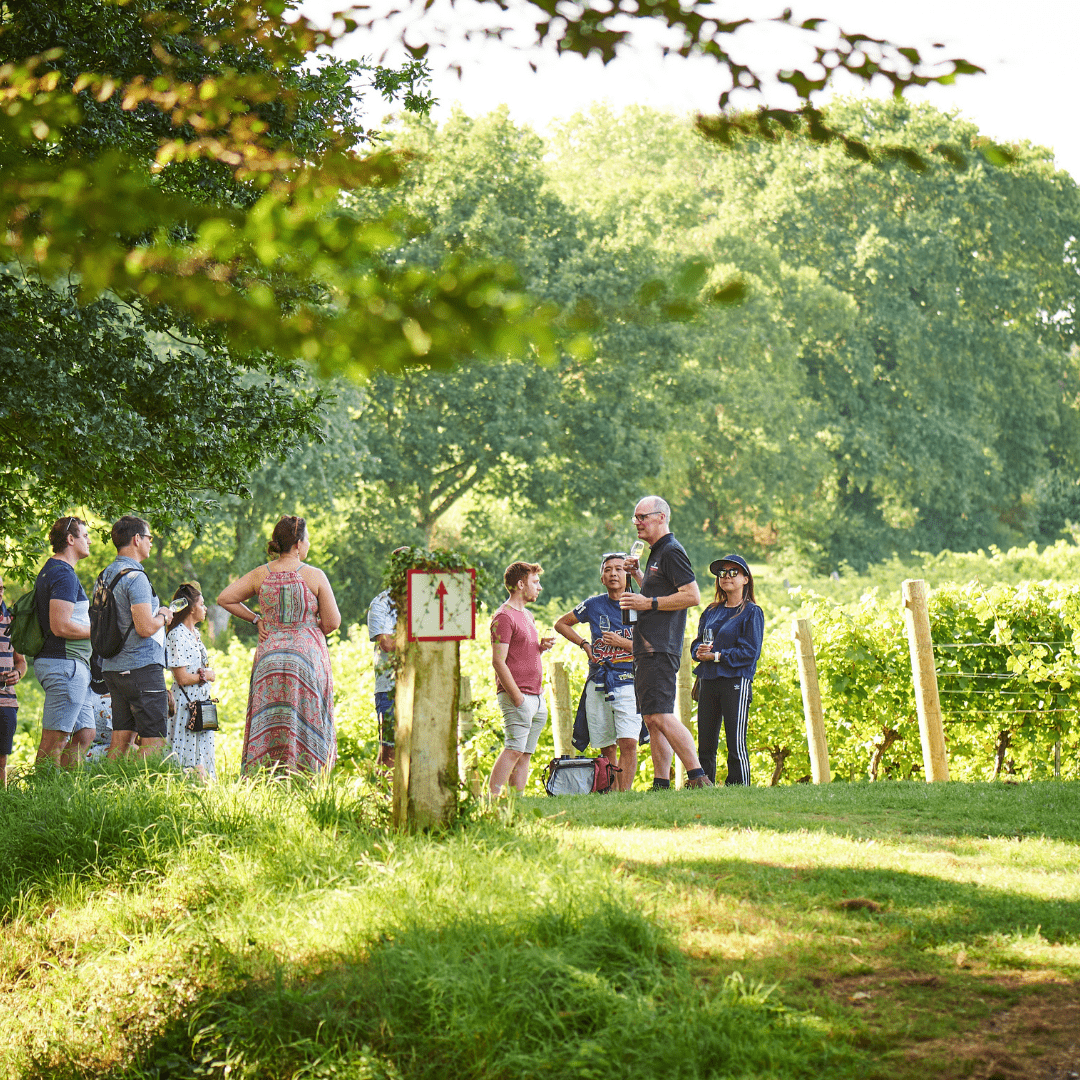 Chapel Down Wine Tours. English Sparkling Wines and Still Wines