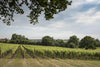 Chapel Down Tenterden Vineyard
