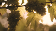 From Grapes To Glass: What Happens In The Vineyard & Cellar In Early 2026