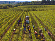 The 2025 English Wine Harvest Begins at the Chapel Down Vineyards