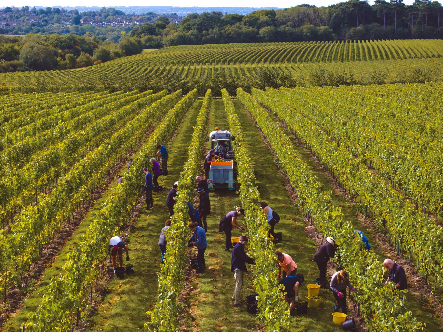 The 2025 English Wine Harvest Begins at the Chapel Down Vineyards