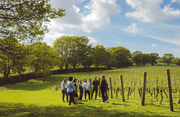 VISIT THE CHAPEL DOWN WINERY