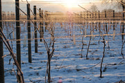 Winter Vineyard Walks: What Visiting Kent's Vineyards in January Really Looks Like