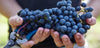 Meet the Vineyard Team