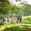 FAQs: Visiting Chapel Down – Everything You Need to Know