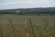 CHAPEL DOWN UNVEILS NEW 119-ACRE VINEYARD IT BELIEVES COULD BE THE FINEST IN ENGLAND