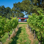 Guided Tour and Tasting