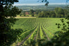 Learn about Chapel Down Wines, Kit's Coty Vineyard