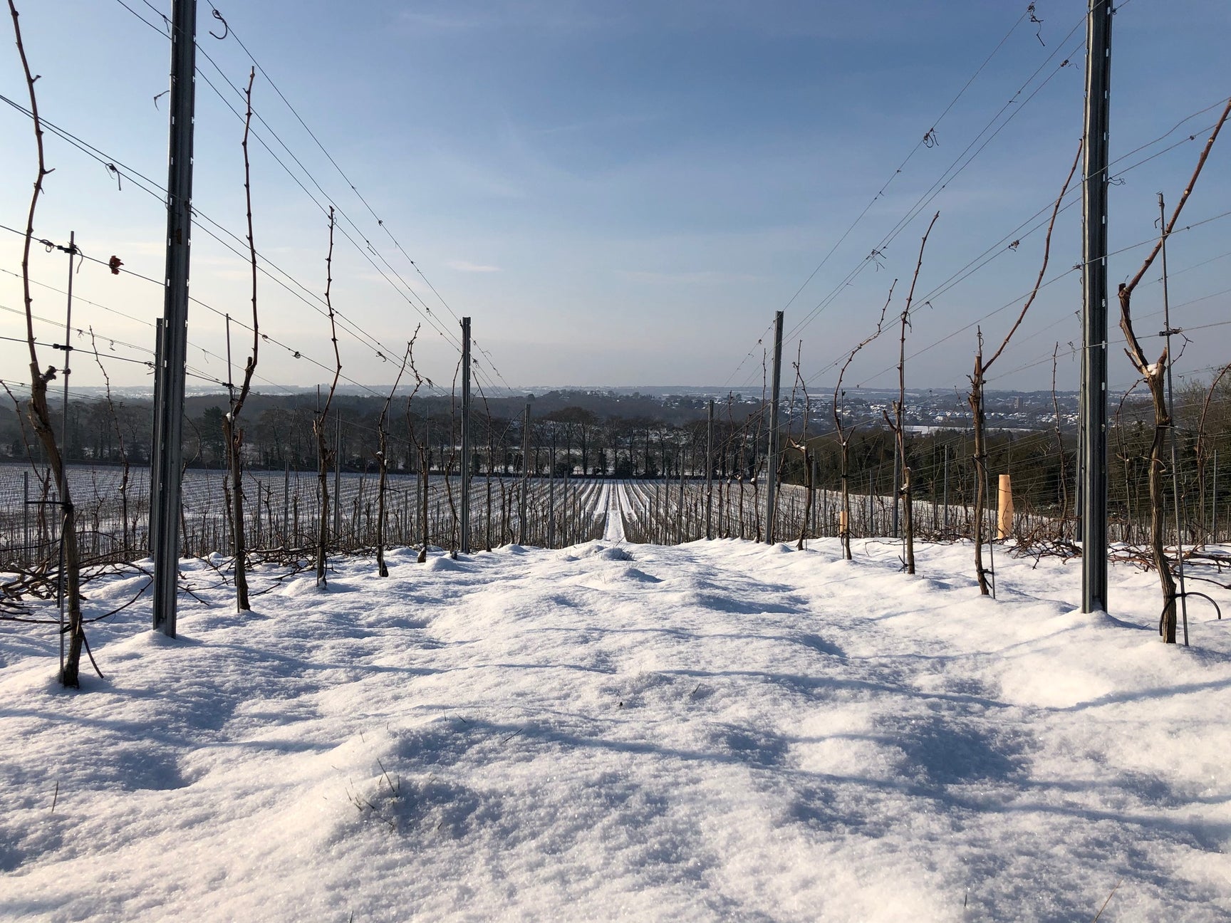 Midweek Winter Special – Chapel Down