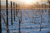 Snowy Winter Vines at Chapel Down