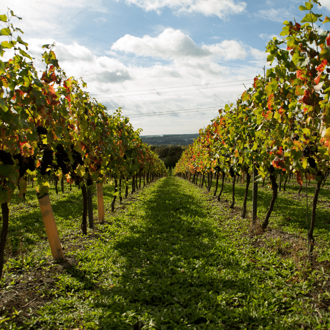 Guided Tour and Tasting