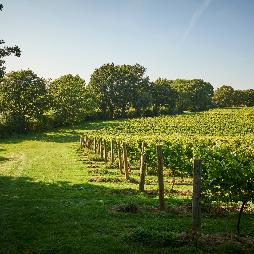 Walkies with Wine
