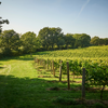 Walkies with Wine