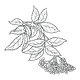 Elderflower