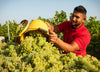 Chapel Down Harvest team member collecting grapes from our kent vineyard