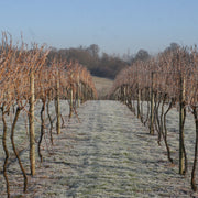 Frozen Winter Vines at Chapel Down 