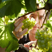 Chapel Down Winery: Chapel Down | Award-winning English Sparkling Wine — Chapel Down Winery in southampton